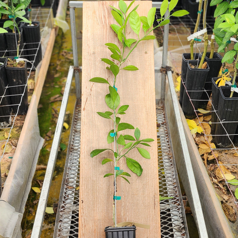 Okitsu Wase Satsuma Trees for Sale - MadisonCitrusNursery.com
