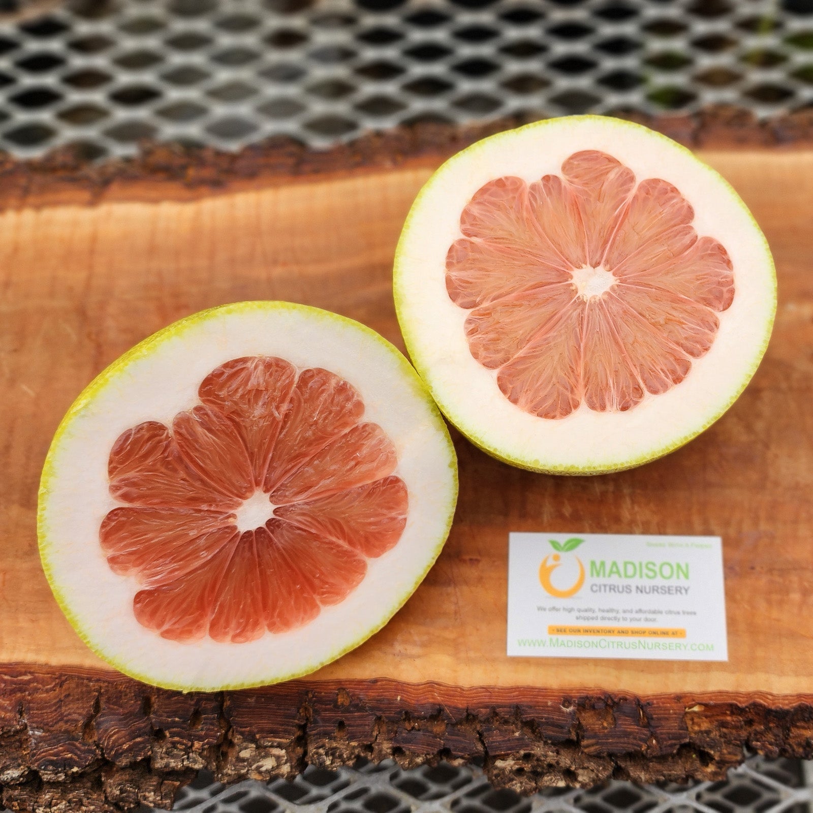 Pummel Tree Pink Sensation Pummelo Trees for Sale - MadisonCitrusNursery.com ...