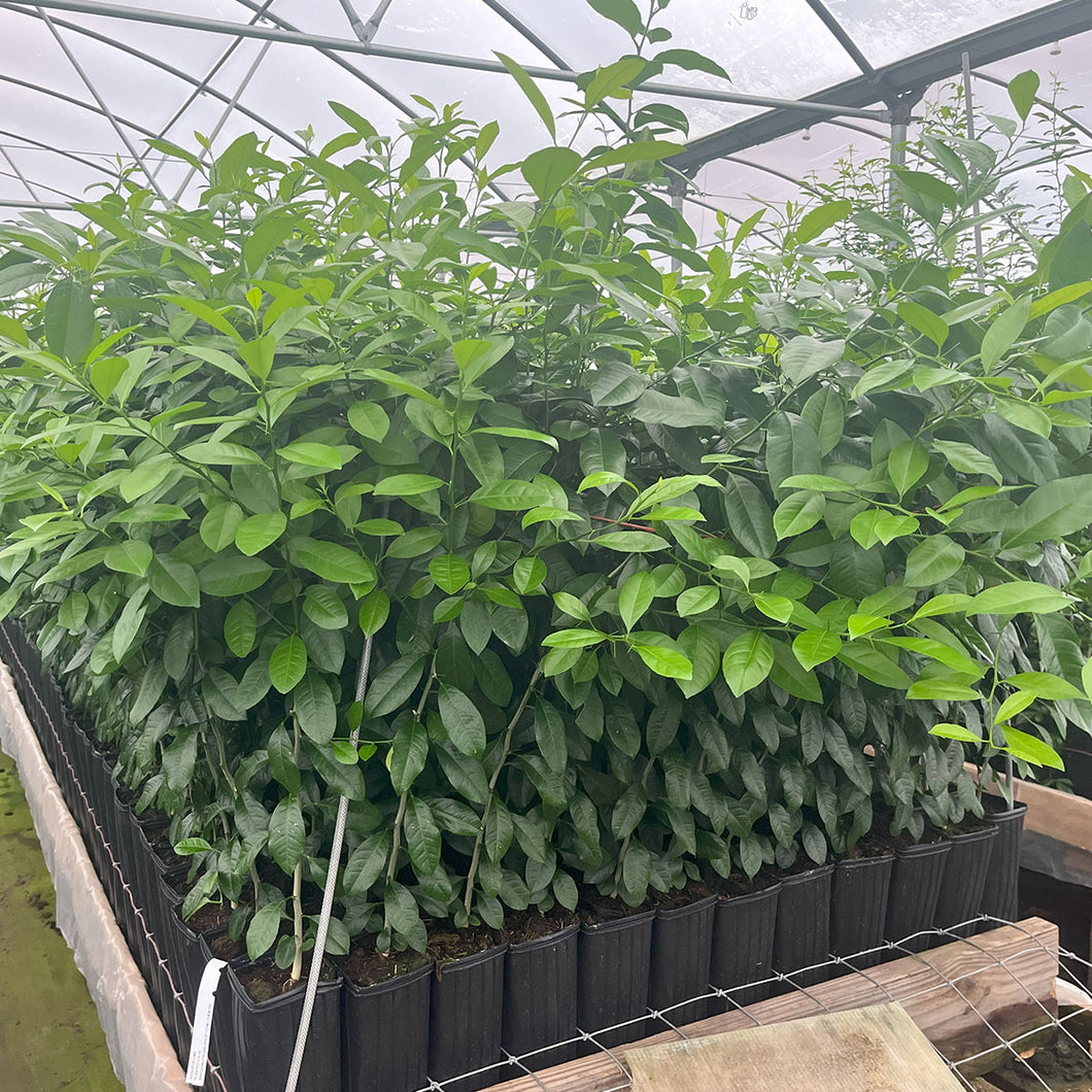 lime plant from seed Seed Grown Ranpur Lime Rootstock for Sale