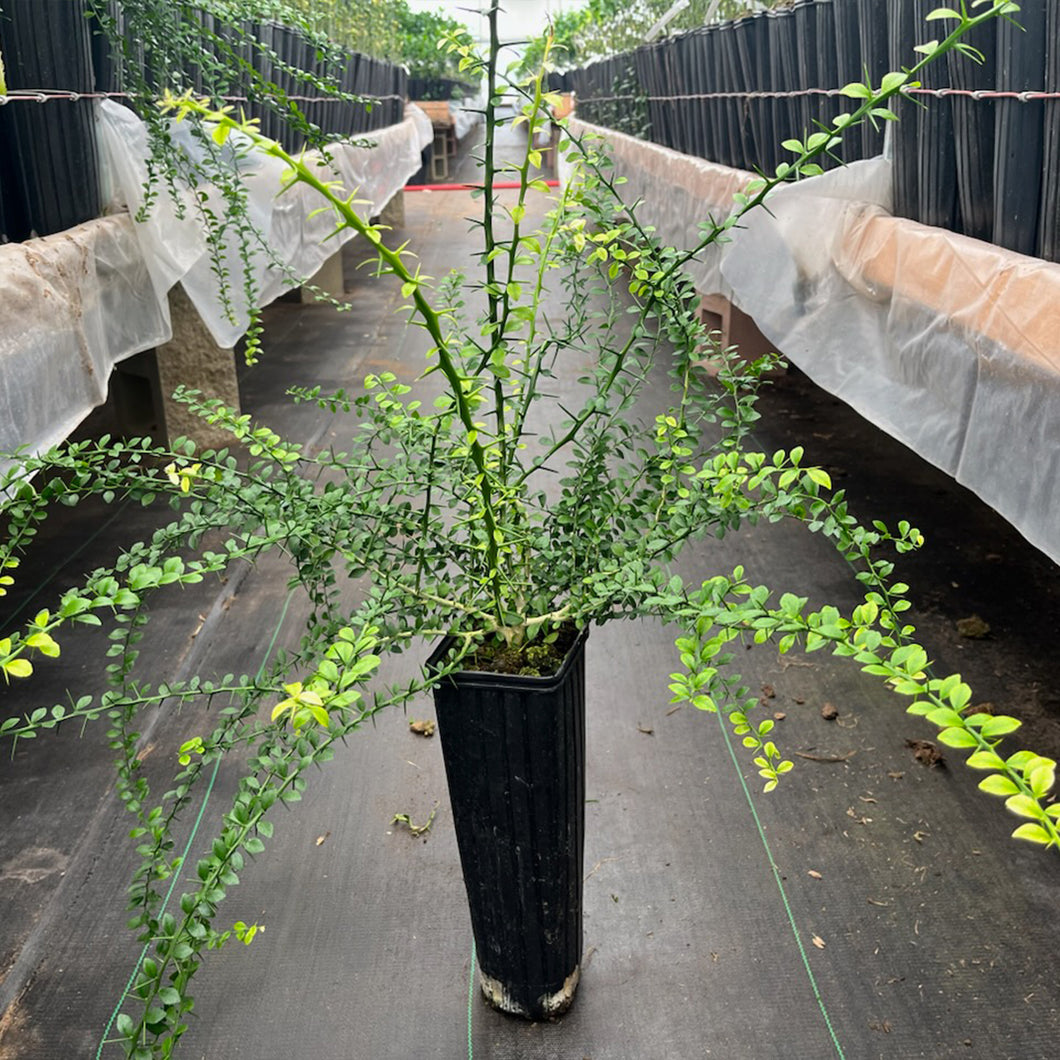 Red Finger Lime Cutting Grown Citrus Tree