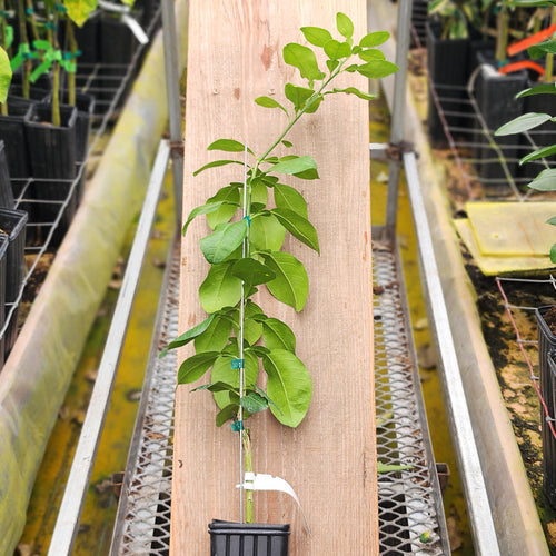 Pummel Tree Pummelo Trees For Sale – Madison Citrus Nursery