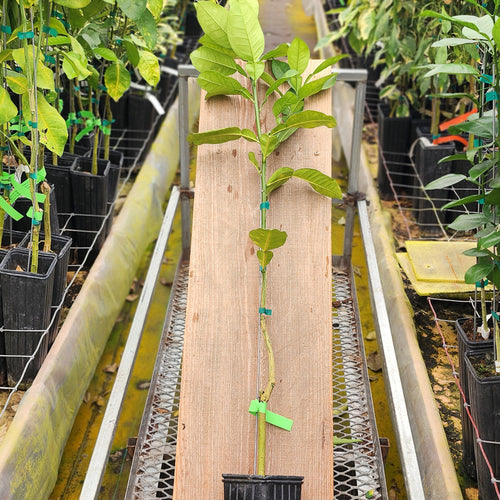 Pummel Tree Pummelo Trees For Sale – Madison Citrus Nursery