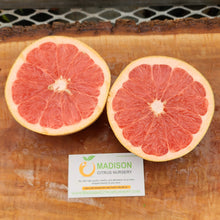 Load image into Gallery viewer, Star Ruby Grapefruit Tree
