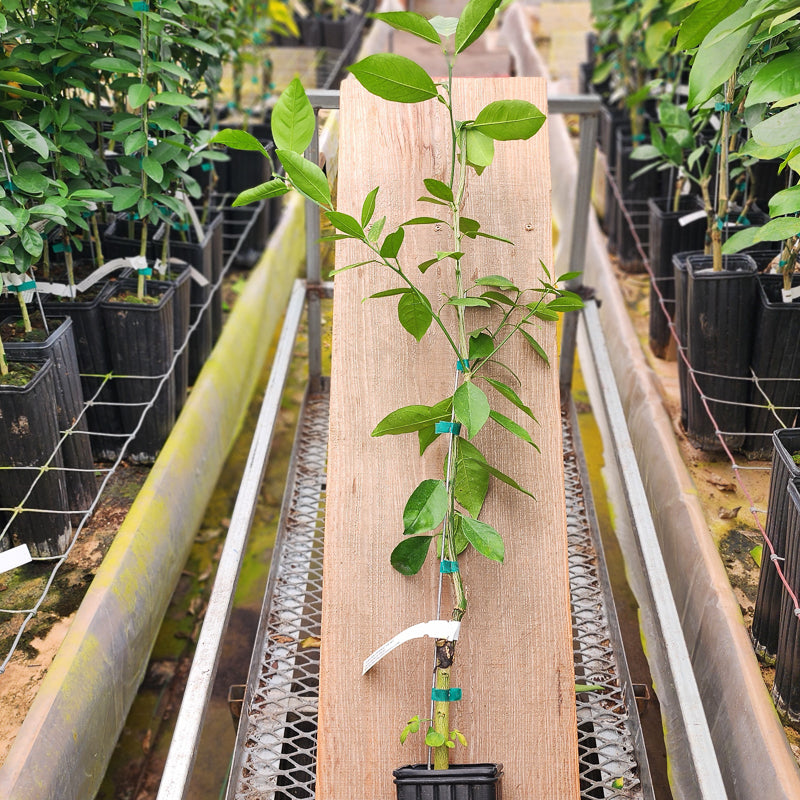 Succari Orange Trees for Sale - MadisonCitrusNursery.com – Madison