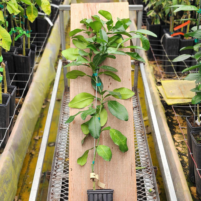Pummel Tree Tahitian Pummelo Trees for Sale - MadisonCitrusNursery.com – Madison ...