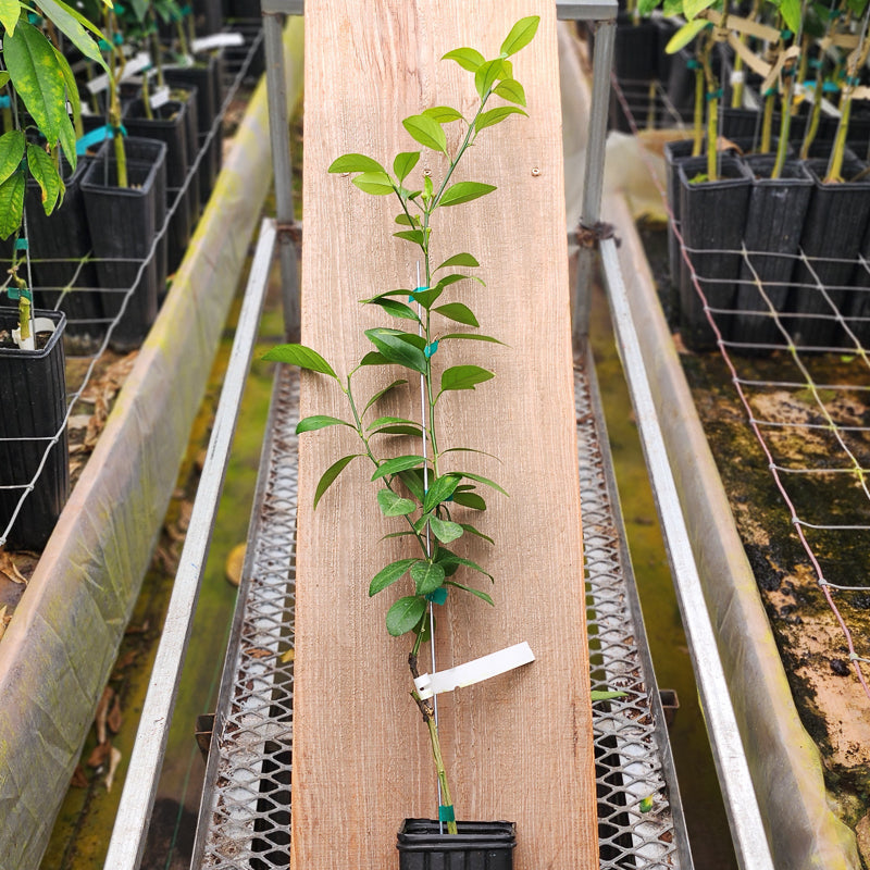 Thomasville Citrangequat Trees for Sale - MadisonCitrusNursery.com
