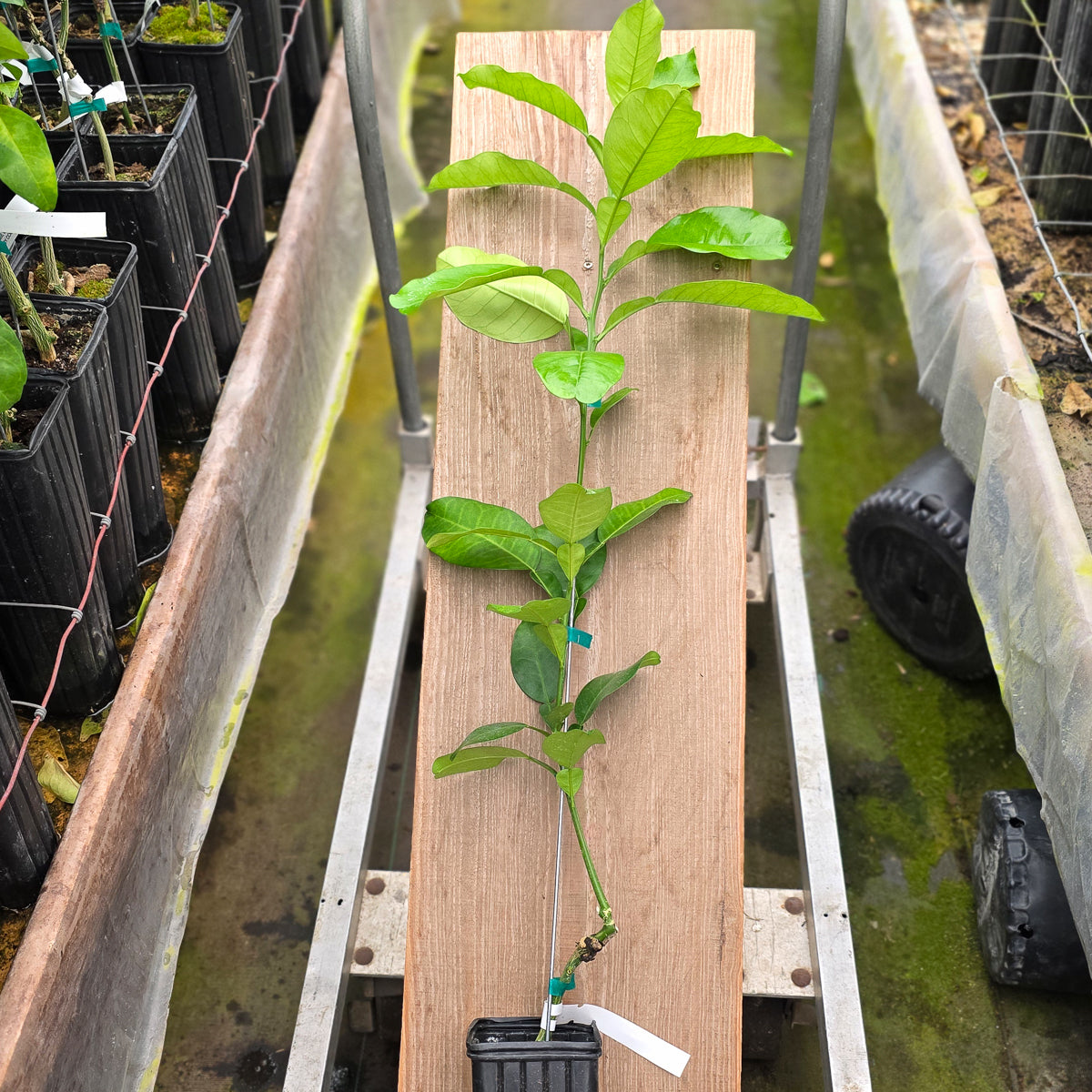 Thong Dee Pummelo Trees for Sale - MadisonCitrusNursery.com – Madison ...
