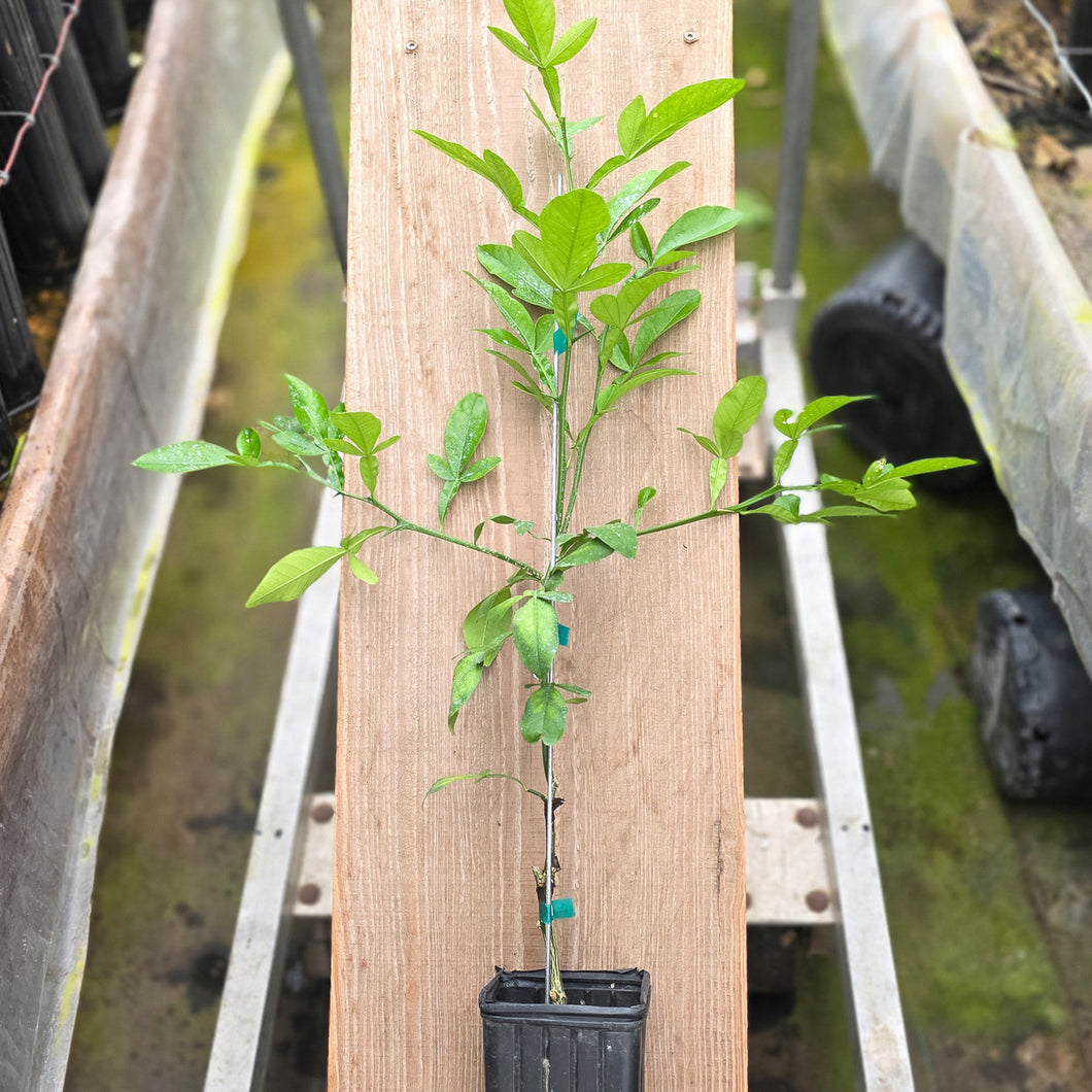 1516 Grafted Citrus Tree