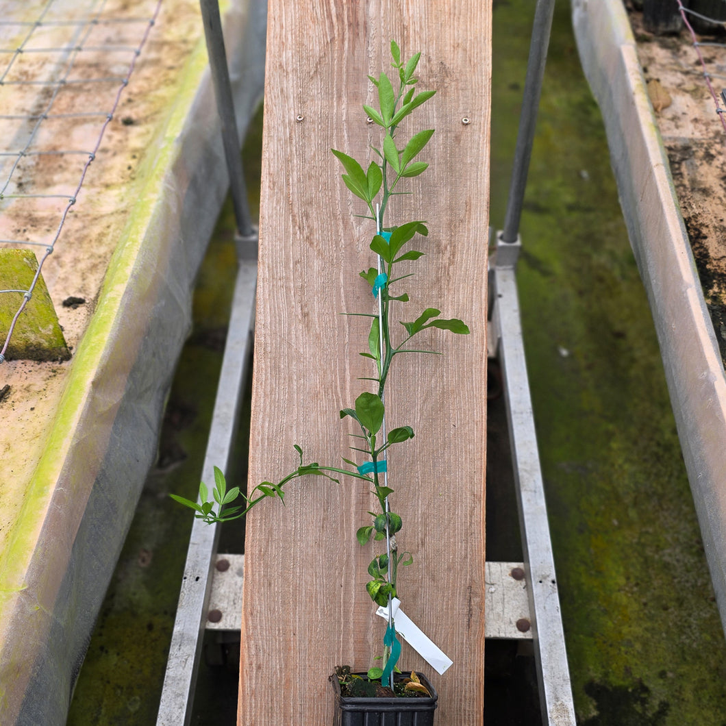 US-897 Citrandarin Grafted
