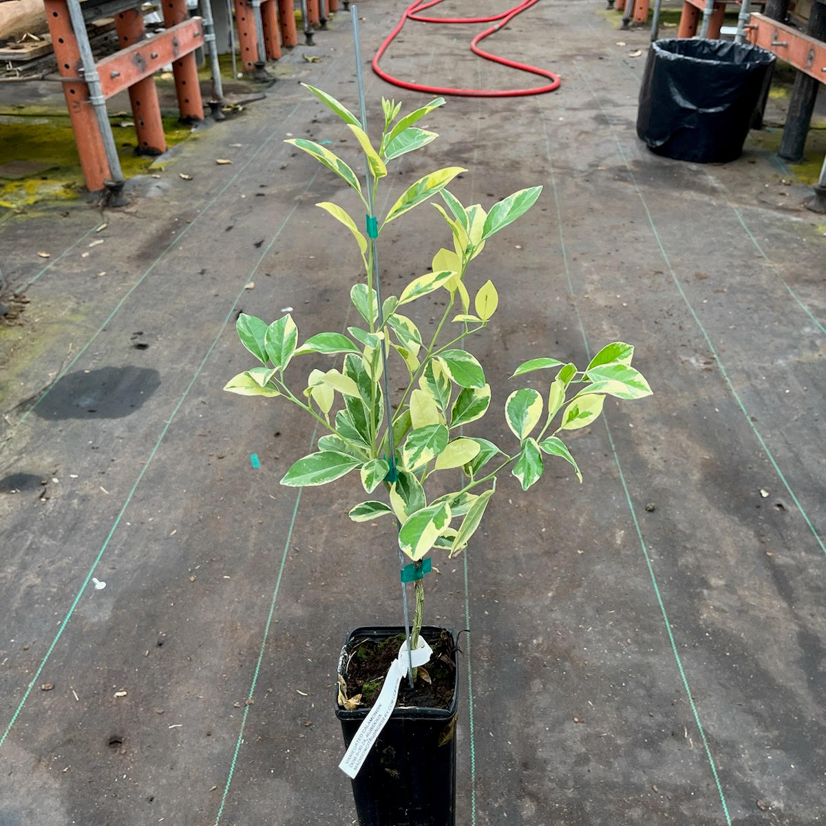 variegated calamondin orange tree Variegated Calamondin Tree