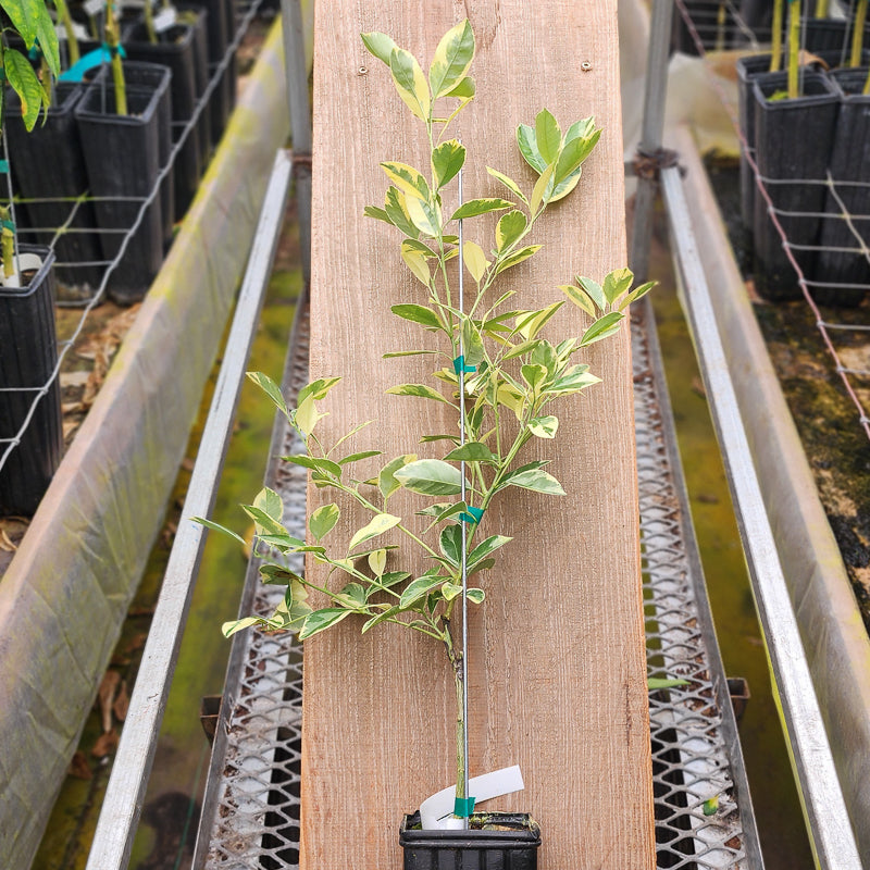 Variegated Calamondin Tree