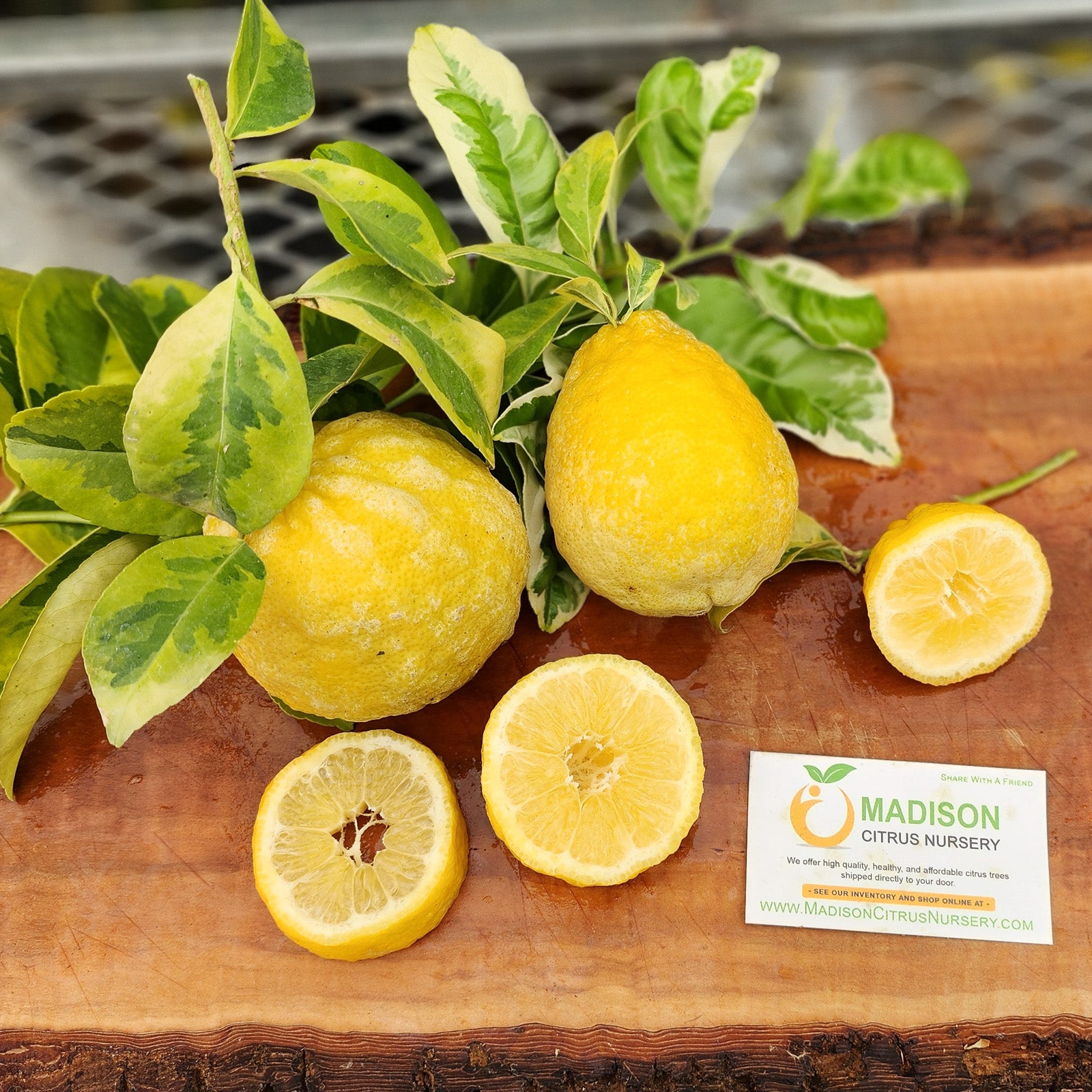 Variegated Rough Lemon Trees for Sale - MadisonCitrusNursery.com ...