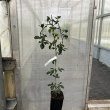 Load image into Gallery viewer, Weeping Dragon Citrus Tree
