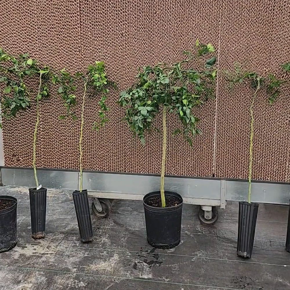 Weeping Dragon Citrus Tree