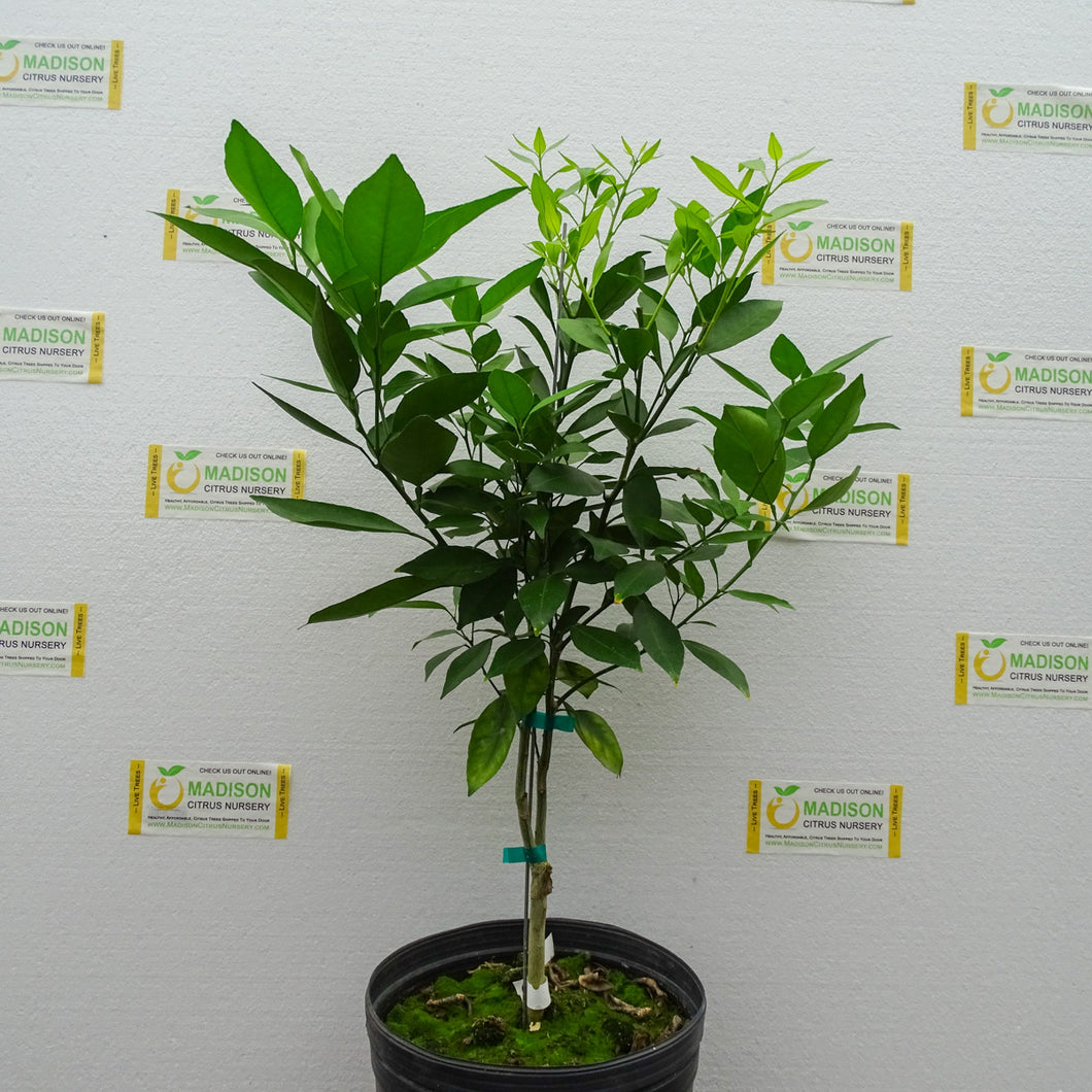 Ambersweet Orange Tree