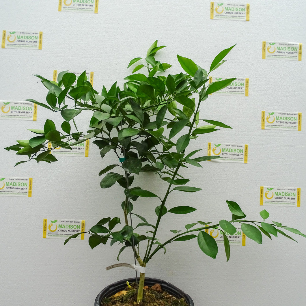 Cara Cara Navel Orange Tree