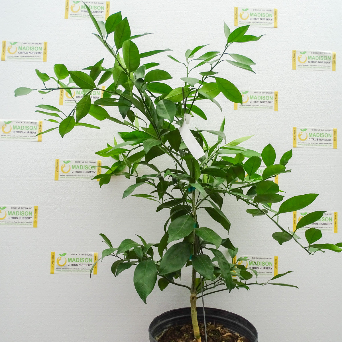 https://madisoncitrusnursery.com/cdn/shop/products/3-gallon-glen-navel-orange-tree-for-sale-madison-citrus-nursery_b628cca2-a8b6-4901-943d-481910c84873_1024x1024@2x.jpg?v=1700706042