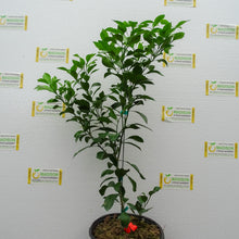 Load image into Gallery viewer, Shiranui Mandarin Tree - 3 Gallon
