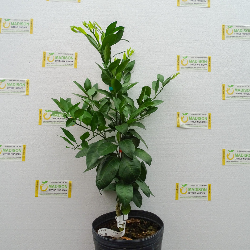 Silverhill Satsuma Mandarin Tree - 3 Gallon
