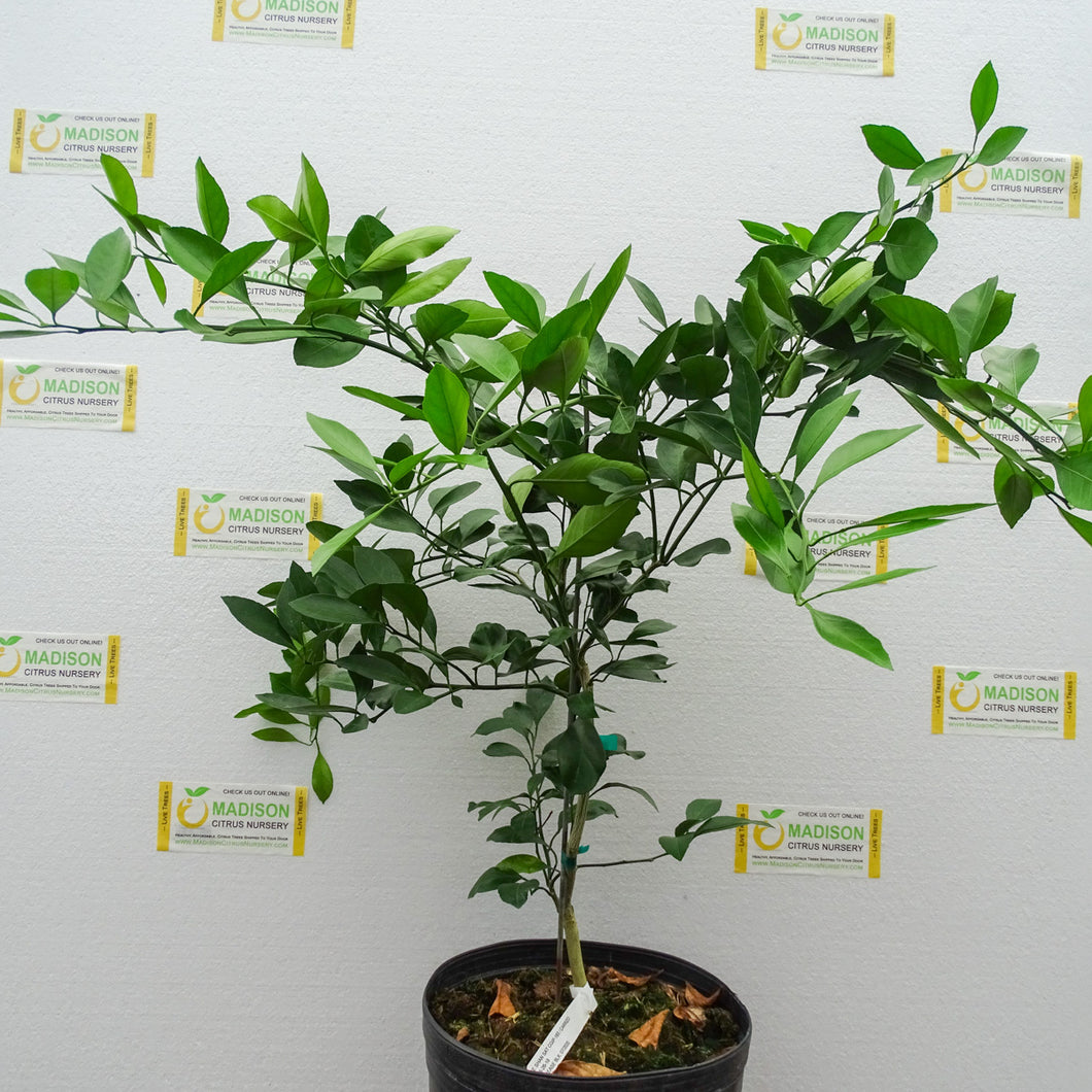 Xie Shan Satsuma Mandarin Tree - 3 Gallon