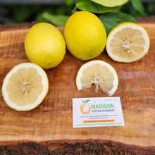 Load image into Gallery viewer, Baboon Lemon - Certified Citrus Budwood
