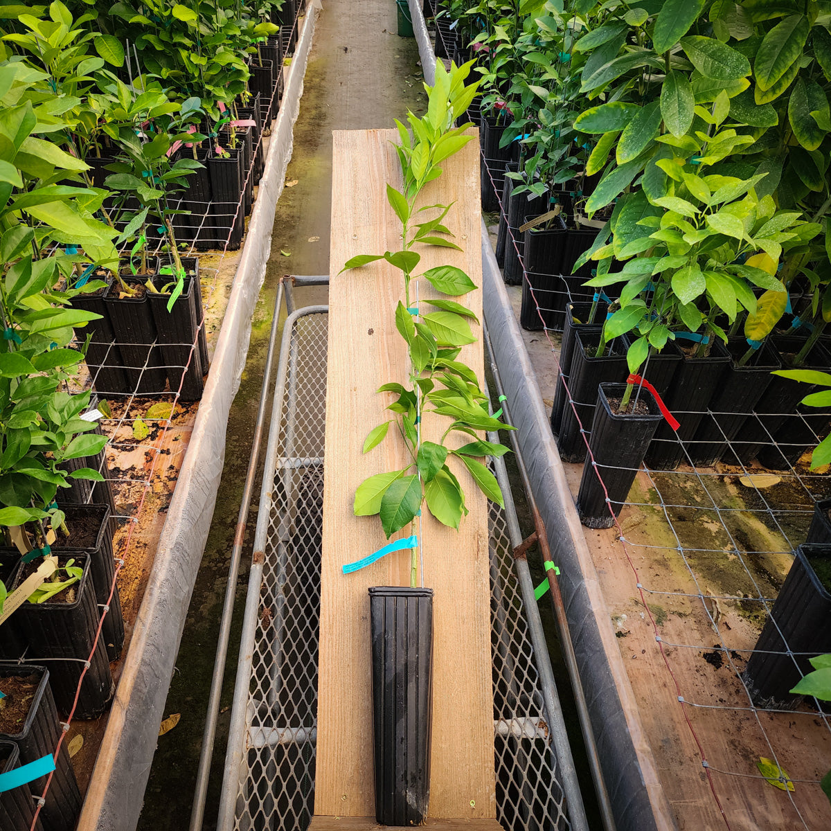 Boukhobza Blood Orange Trees for Sale