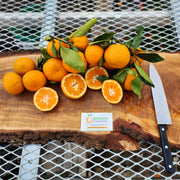 Brown Select Satsuma Tree