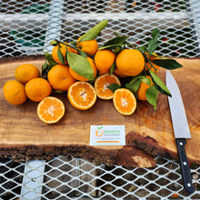 Load image into Gallery viewer, Brown Select Satsuma - Certified Citrus Budwood
