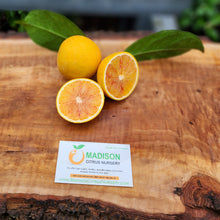 Load image into Gallery viewer, Budd Blood Orange - Certified Citrus Budwood
