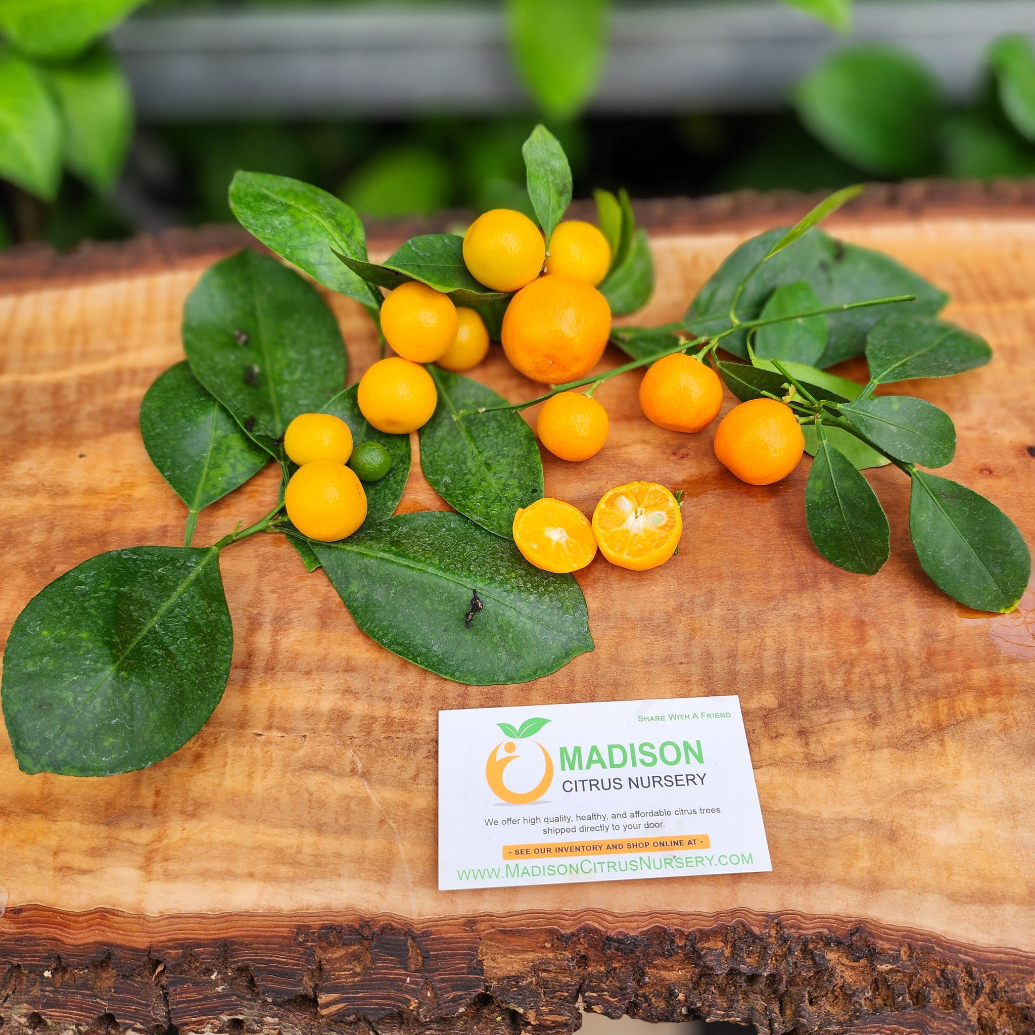 calamondin fruit tree Calamondin Tree