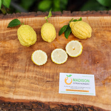 Load image into Gallery viewer, Escondido Lemon - Certified Citrus Budwood

