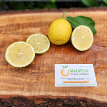 Load image into Gallery viewer, Everbearing Lemon - Certified Citrus Budwood
