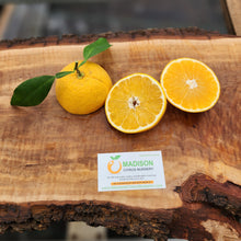 Load image into Gallery viewer, Glen Navel Orange - Certified Citrus Budwood
