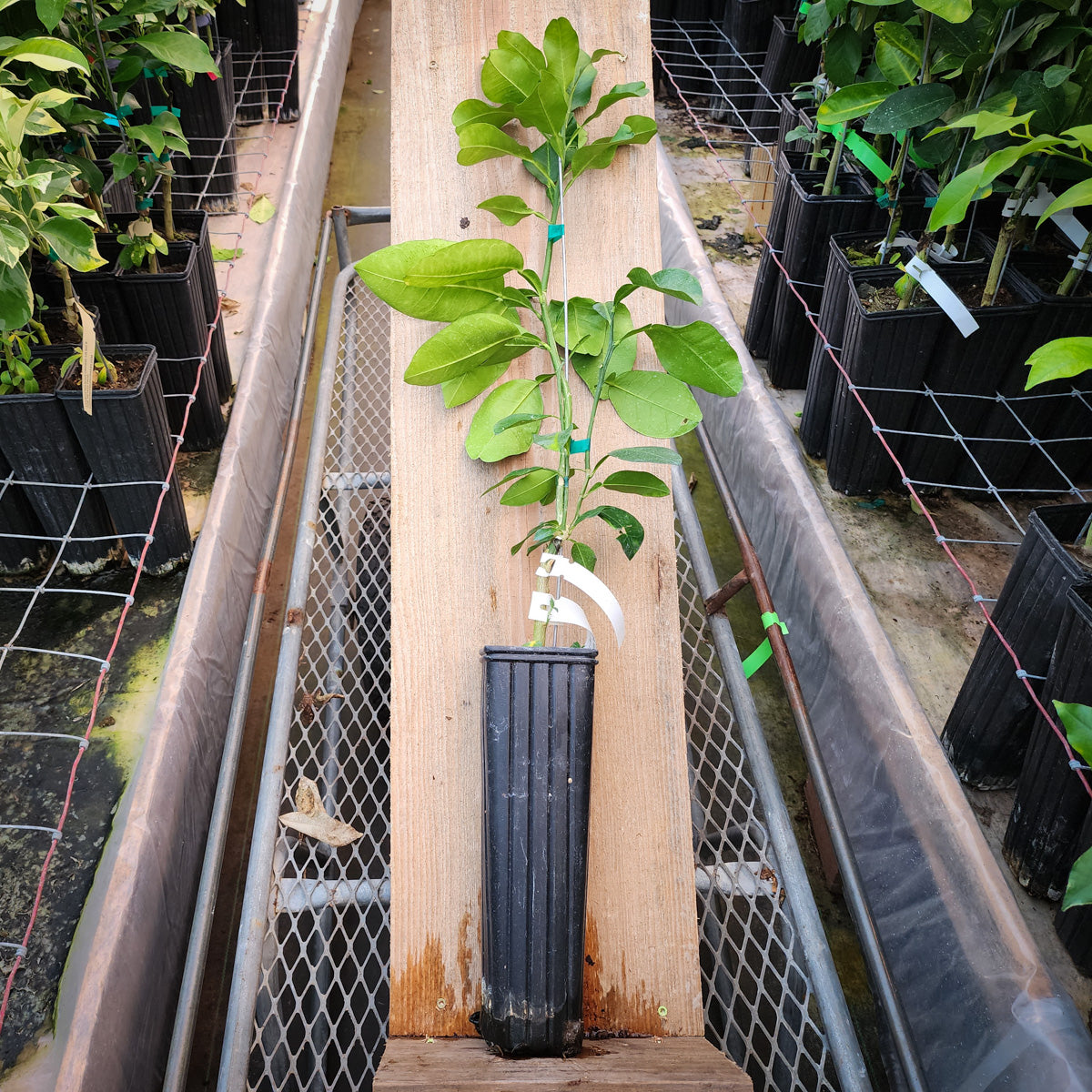 Pummel Tree Hirado Buntan Pummelo Trees for Sale - MadisonCitrusNursery.com ...