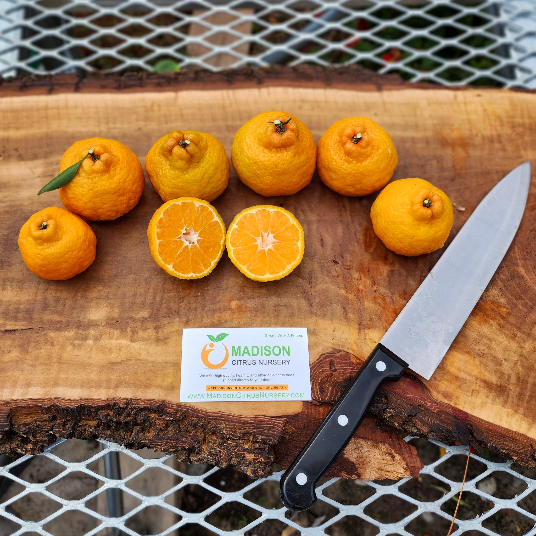 What Citrus Can Be Grown In Zone 8b? - Madison Citrus Nursery