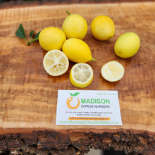 Load image into Gallery viewer, Lakeland Limequat - Certified Citrus Budwood
