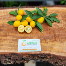 Load image into Gallery viewer, Long Fruit Kumquat - Certified Citrus Budwood
