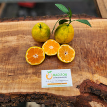 Load image into Gallery viewer, Louisiana Early Satsuma - Certified Citrus Budwood
