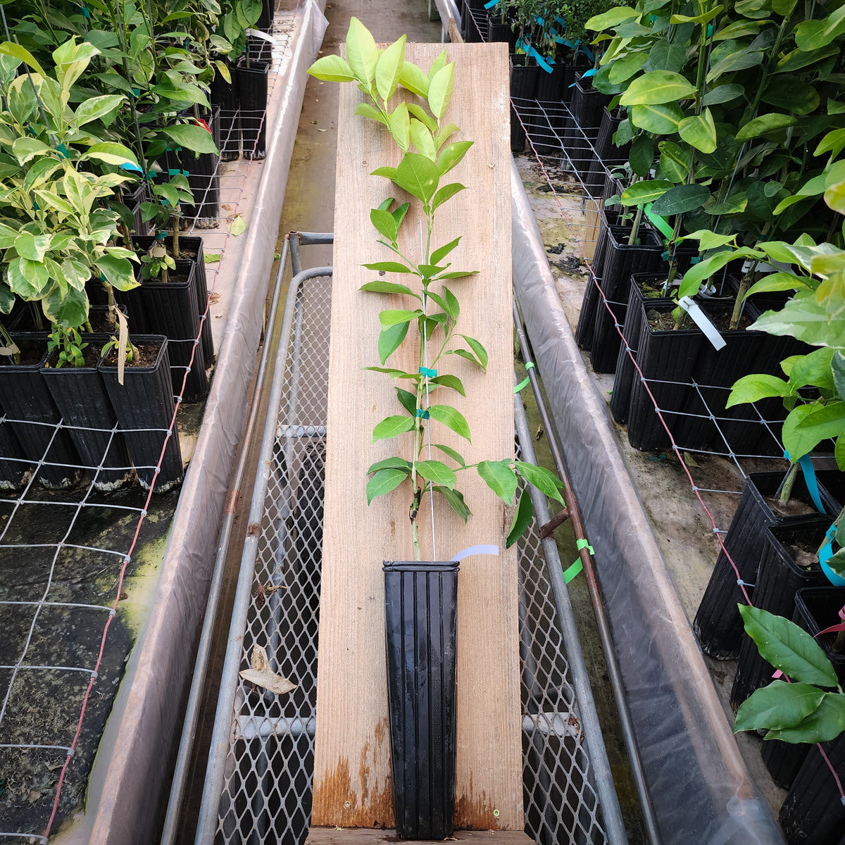 Midknight Valencia Orange Trees for Sale