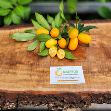 Load image into Gallery viewer, Nagami Kumquat - Certified Citrus Budwood

