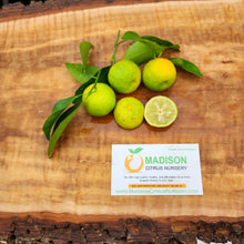 Load image into Gallery viewer, Nasnaran Mandarin - Certified Citrus Budwood
