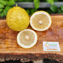 Load image into Gallery viewer, Ponderosa Lemon - Certified Citrus Budwood
