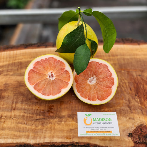 Ruby Red Grapefruit Under Ripe Grow Your Own Fresh Citrus On Your Homestead! - Citrus Trees For Sale ...
