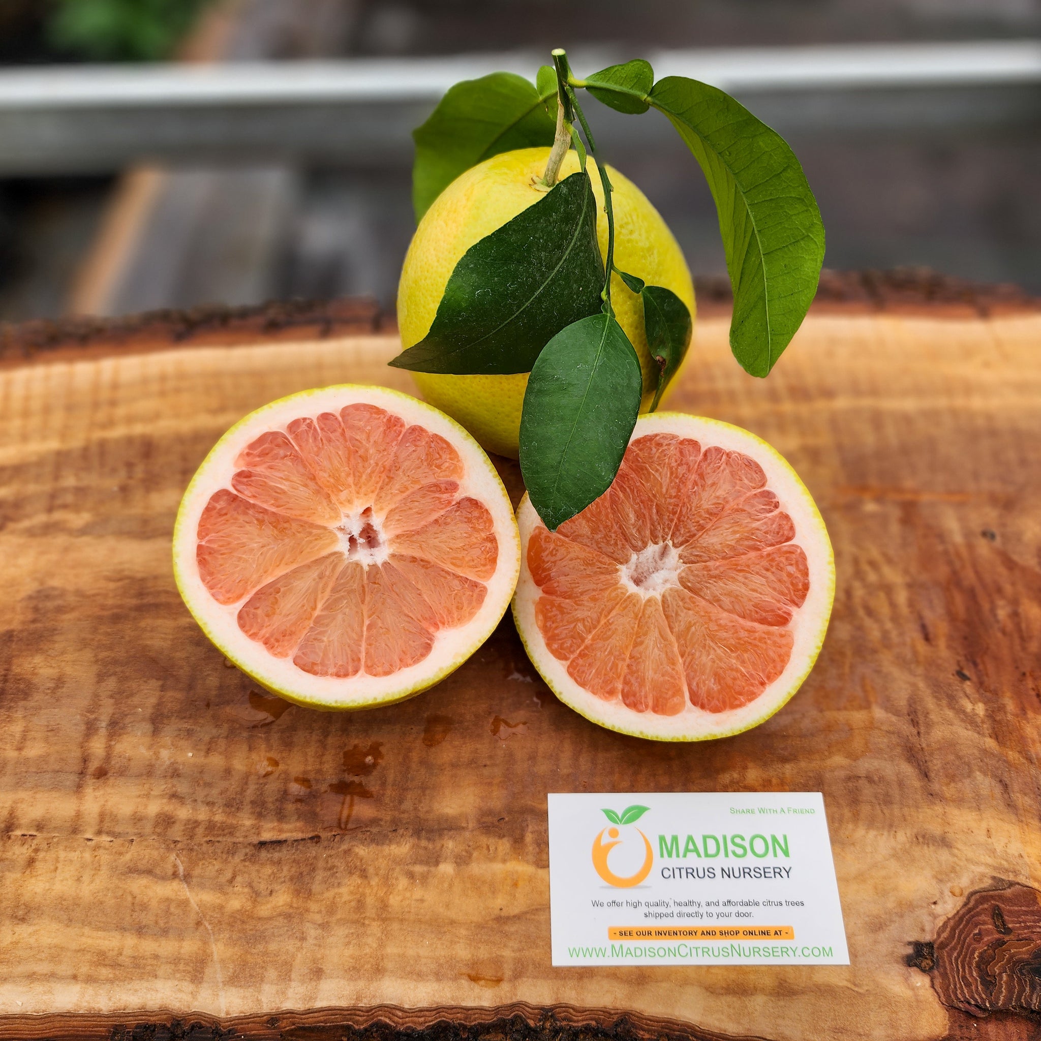 Ruby Red Grapefruit Ripe Certified Ruby Red Grapefruit Citrus Budwood For Sale ...