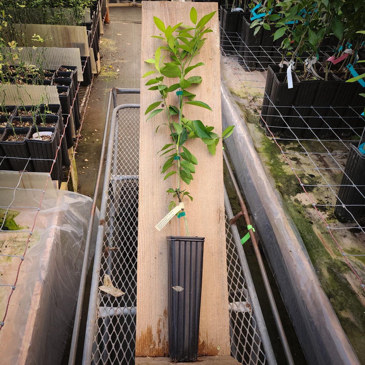 Shekwasha Citrus Trees for Sale - MadisonCitrusNursery.com