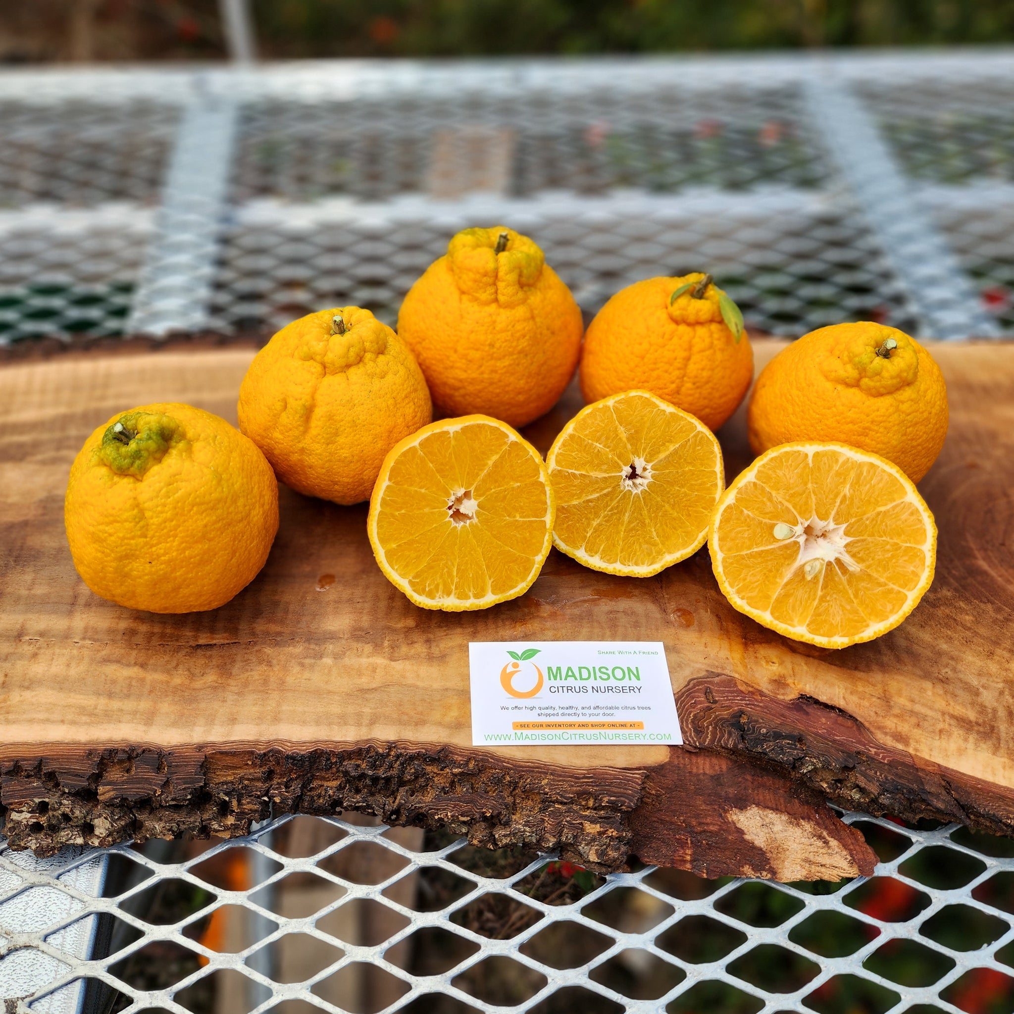3 Gallon Shiranui / Dekopan Mandarin Trees for Sale
