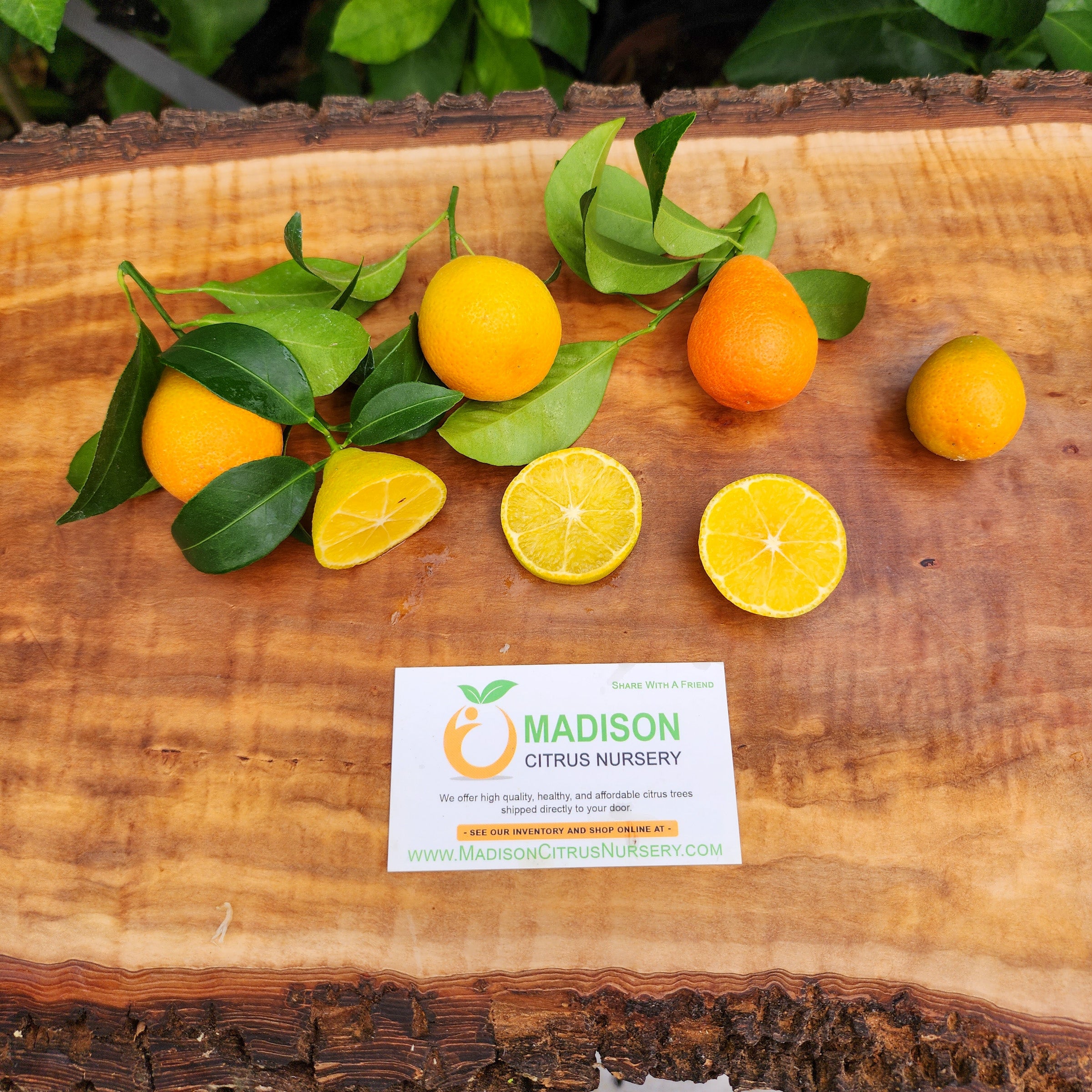 Sinton Citrangequat Trees for Sale - MadisonCitrusNursery.com – Madison ...