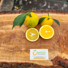 Load image into Gallery viewer, Succari Orange - Certified Citrus Budwood
