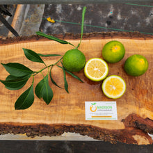 Load image into Gallery viewer, Willowleaf Sour Orange Tree
