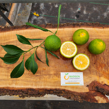 Load image into Gallery viewer, Willowleaf Sour Orange - Certified Citrus Budwood
